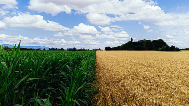 paysage nuageux grand angle et plan aérien symétrique d’un champ de maïs vert vif à côté d’un champ de blé doré en ligne parfaitement droite dans une ferme à eguisheim en france - corn crop corn photos photos et images de collection