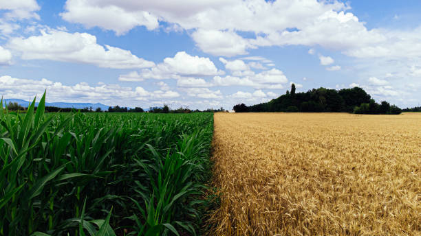paisagem nublada grande angular e foto aérea simétrica de um campo de cultivo de milho verde vibrante ao lado de um campo de trigo dourado em uma linha perfeitamente reta em uma fazenda em eguisheim, frança - high contrast - fotografias e filmes do acervo