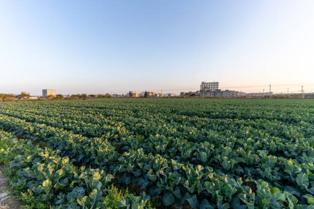 istock A vegetable field full of vegetables at sunset 1470101523