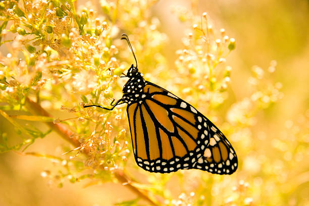 写真のモナーク蝶に黄色の花畑ます。 ストックフォト