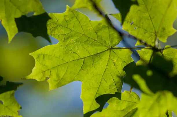 vibrant back lit closeup of a green maple leaf in a natural setting with sky and other leaves in the background