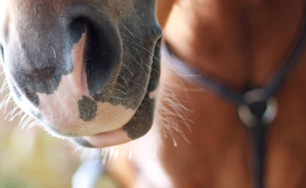 istock Close-up of a horse's nostril 1470102475