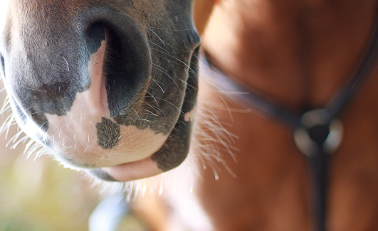 Close-up of a horse's nostril