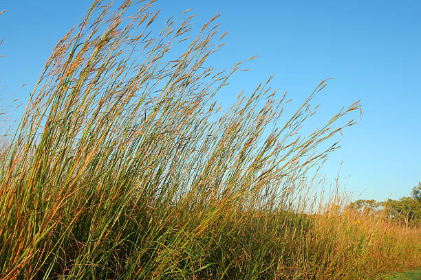 커요 블루스턴, blue sky - prairie sky grass large 뉴스 사진 이미지