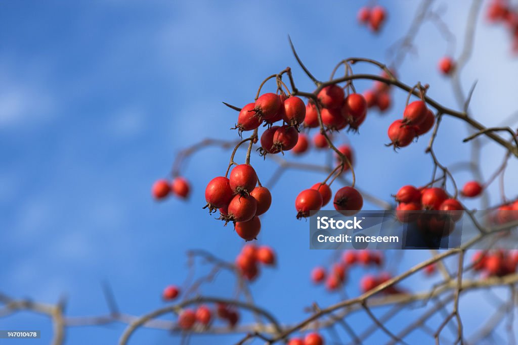 Reife wild hawthorn. Close-up - Lizenzfrei Ast - Pflanzenbestandteil Stock-Foto