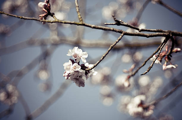 연두빛 시간 벚꽃 스톡 사진