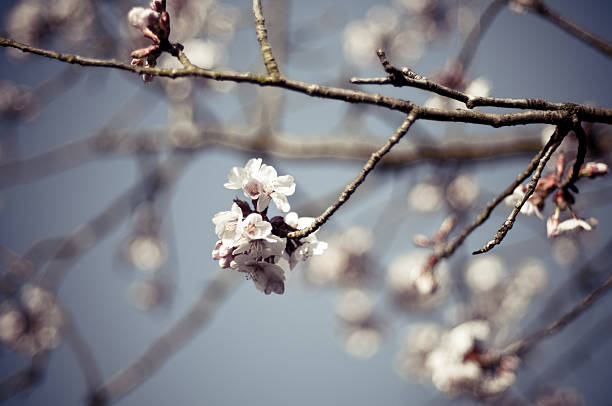 Primavera flores de cereja - foto de acervo