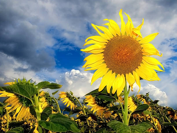 Beautiful sunflower stock photo