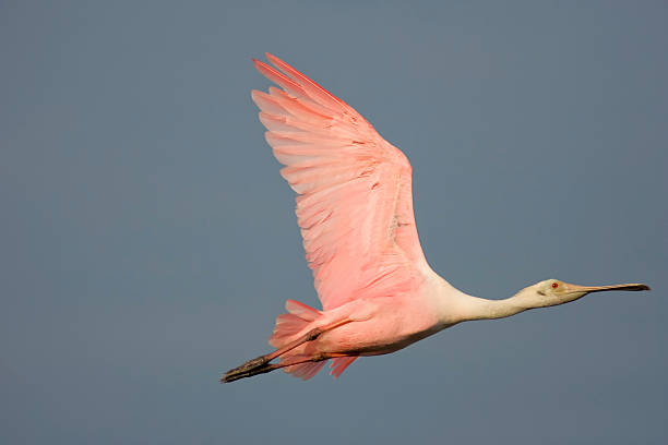 istock Roseate Spoonbill in flight across a small pond 147010777