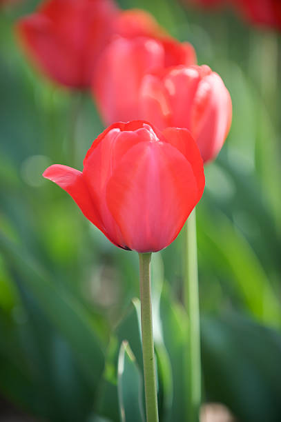 Tulipa vermelha único - fotografia de stock
