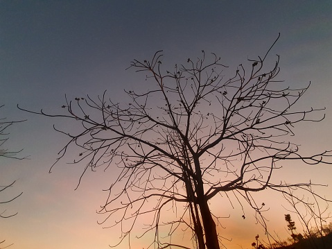 dry tree and sunset