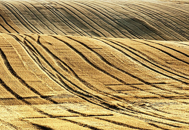 Waves in the field stock photo