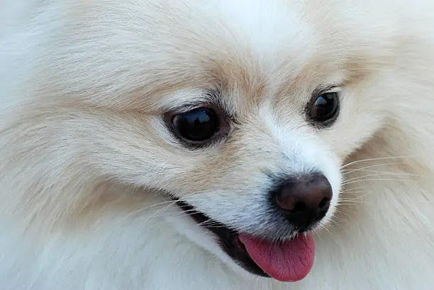 Closeup of Pomeranian Face