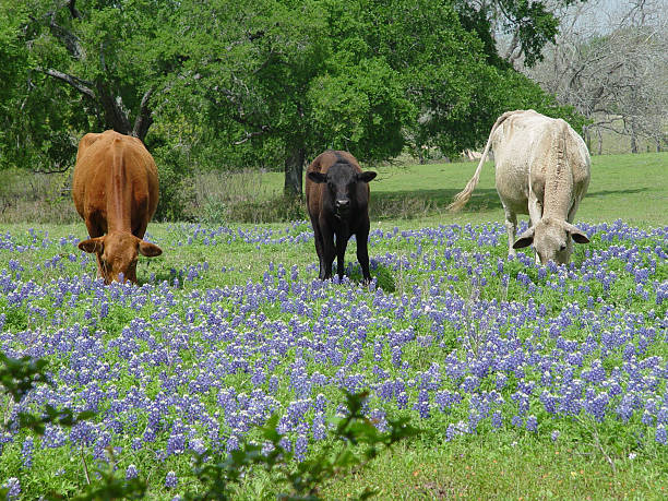 istock Contented Cows eat Bluebonnets in Texas 147011336