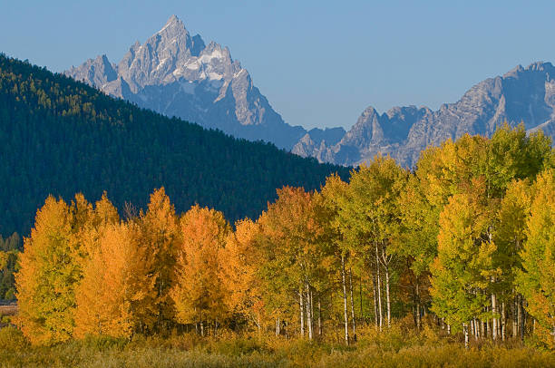 istock Group of aspen trees in full fall color. 147011364