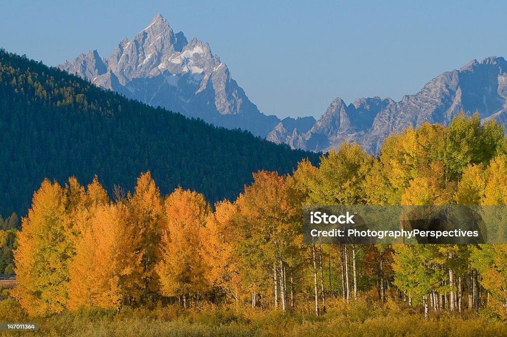 Group of aspen trees in full fall color. Group of aspen trees in full fall foliage with the Grand Tetons in the background. Jackson Hole Stock Photo