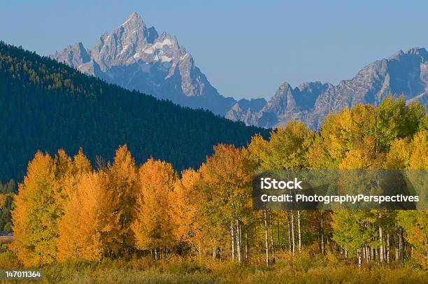 Group Of Aspen Trees In Full Fall Color Stock Photo - Download Image Now - Jackson Hole, Aspen Tree, Autumn Leaf Color