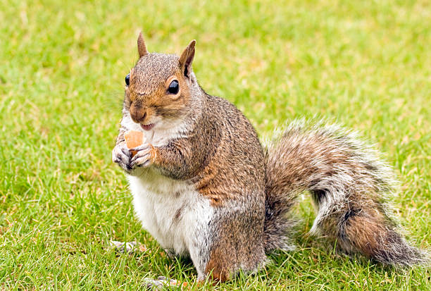 Squirrel stock photo