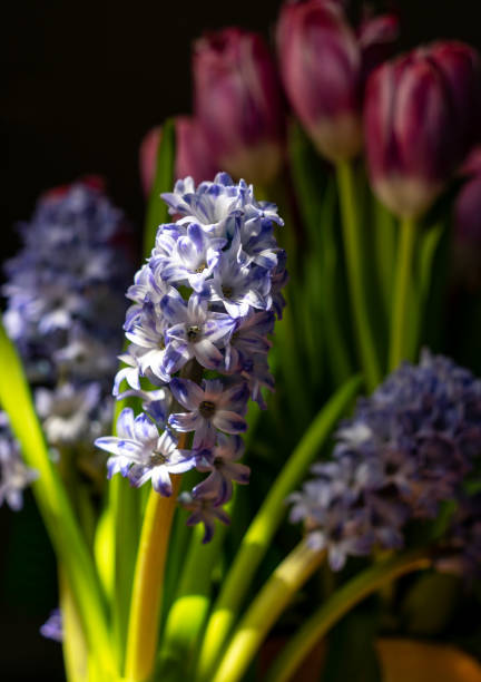 istock Purple Hyacinth with magenta tulips 1470114031
