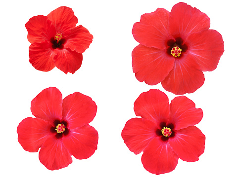 Collection of red hibiscus flower is on white background.With clipping path.