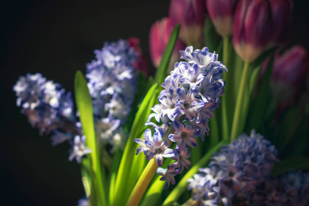 istock Purple Hyacinth with pink tulips 1470115299