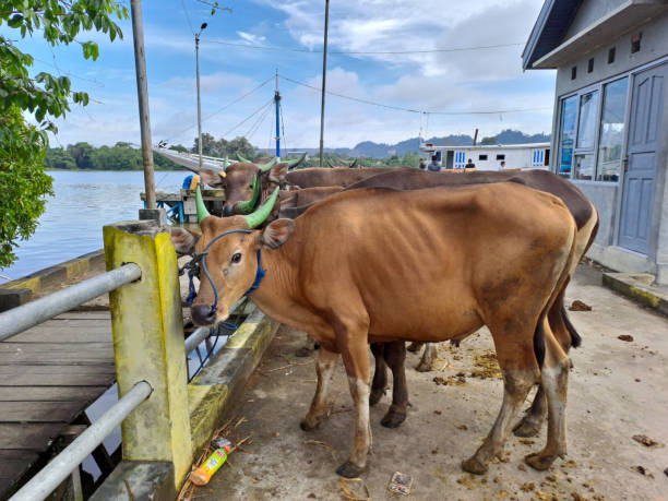 istock cows on the market 1470117119