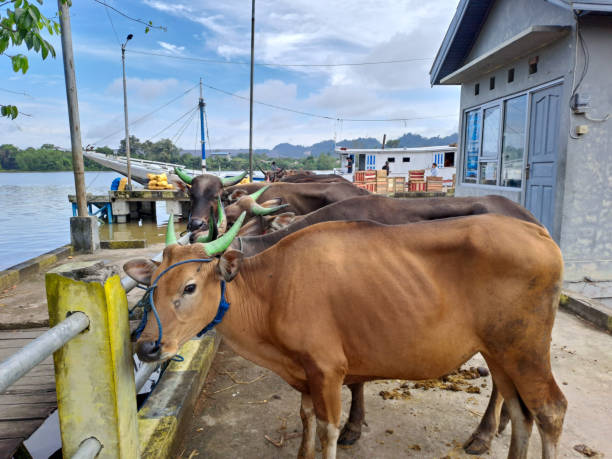 istock cows on the market 1470117159