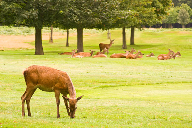 Deers stock photo