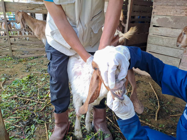 Veterinary checking teeth and lower jaw of goat. Checking mouth and nail desease of goat Veterinary checking teeth and lower jaw of goat. Checking mouth and nail desease of goat bucktooth stock pictures, royalty-free photos & images