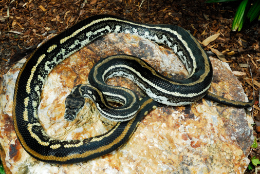 Striped Coastal Carpet Python Stock Photo - Download Image Now - Animal ...