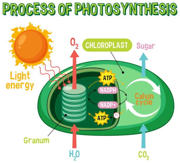 Photosynthesis Diagram Cartoons Illustrations, Royalty-Free Vector