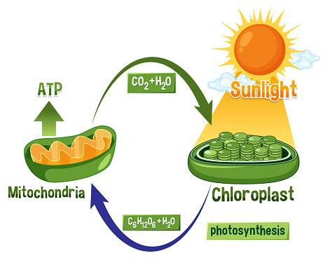 Photosynthesis and Cellular Respiration Diagram illustration