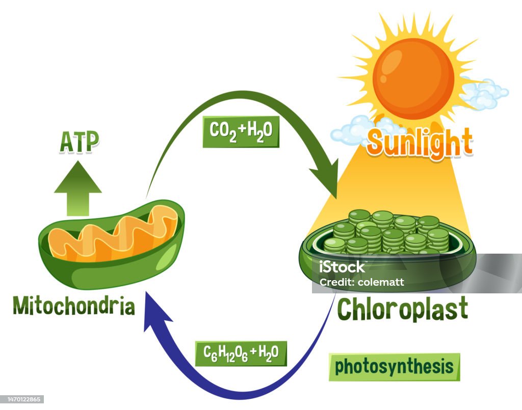 Q5 2024 Photosynthesis Nessa Zulema q5-2024-photosynthesis-nessa-zulema