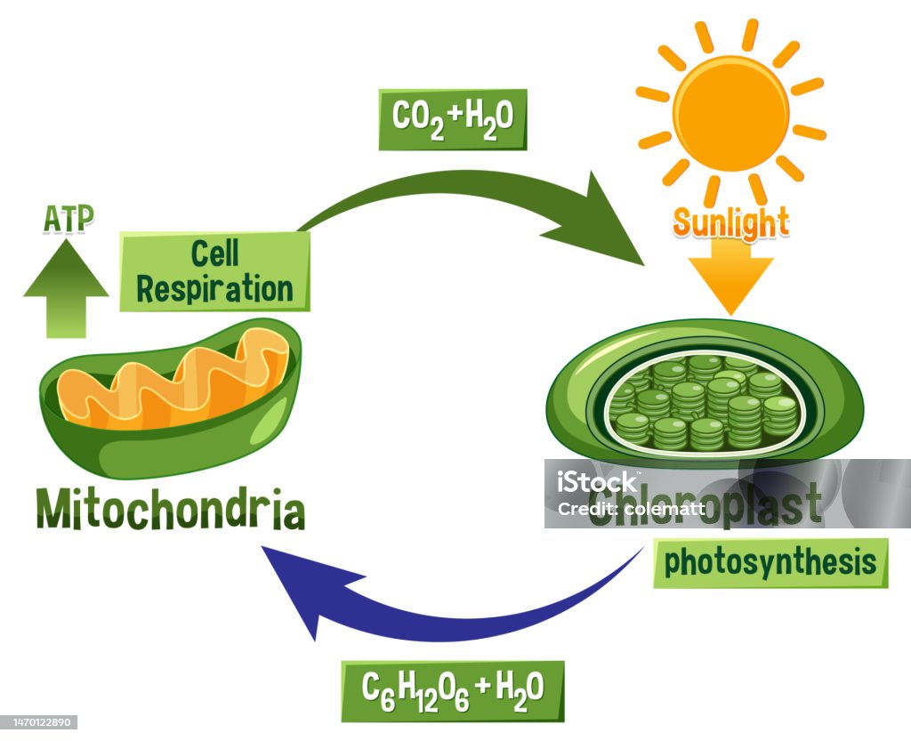 Photosynthesis And Cellular Respiration Diagram Stock Illustration