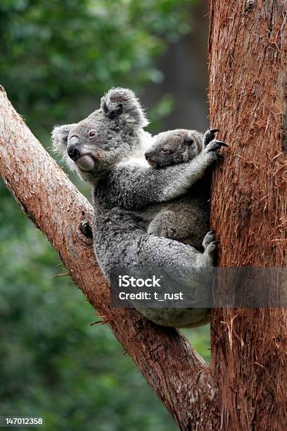 Coala Bear Mãe E Bebé - Fotografias de stock e mais imagens de Coala - Coala, Animal, Animal recém-nascido