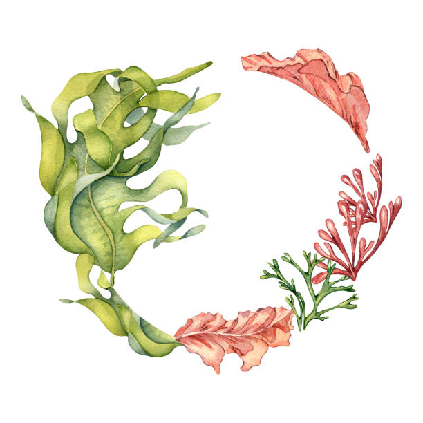 흰색에 격리된 다채로운 바다 식물 수채화 그림의 프레임. - spirulina pacifica illustrations stock illustrations