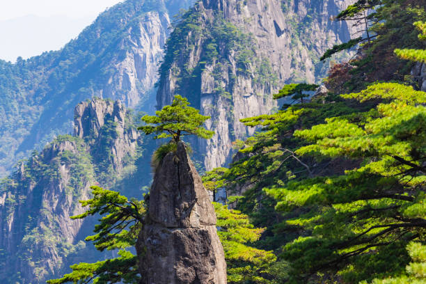 istock Pine trees in Huangshan Natural Scenic Area 1470123746