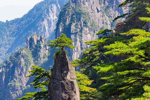 Pine trees in Huangshan Natural Scenic Area