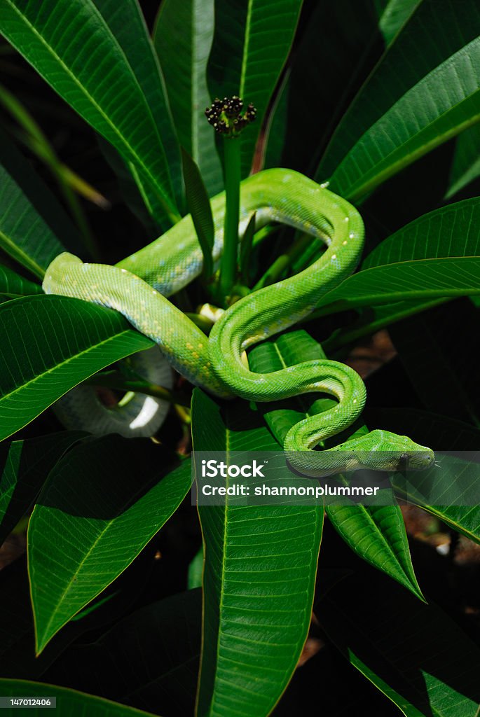 Green Tree Python - Lizenzfrei Australien Stock-Foto