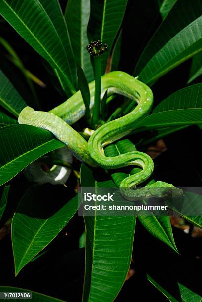 Green Tree Python Stockfoto und mehr Bilder von Australien - Australien, Fotografie, Frangipani