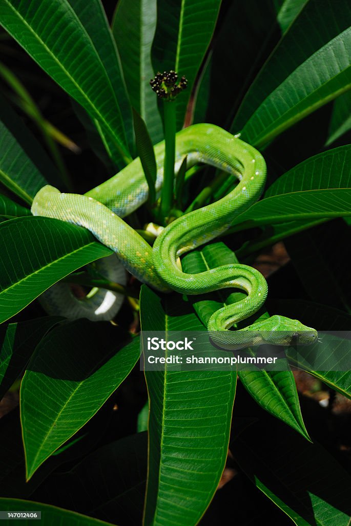 초록나무비단뱀 - 로열티 프리 녹색 스톡 사진
