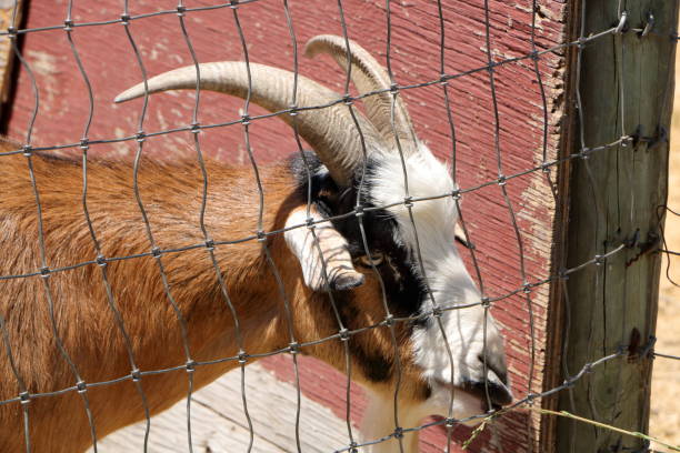 istock A goat in Napa Valley, California 1470124217
