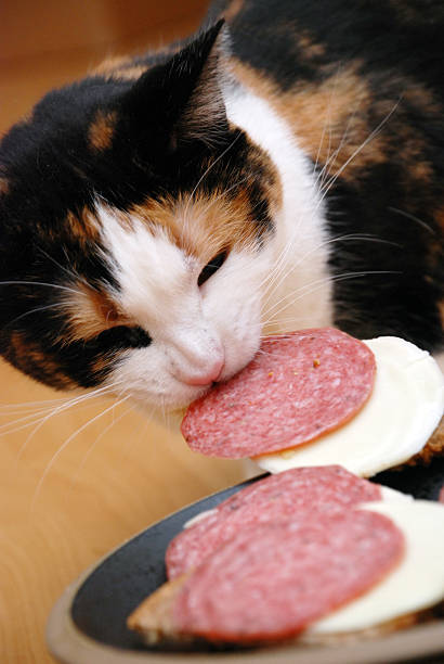 istock dont leave your food around cats! 147012469