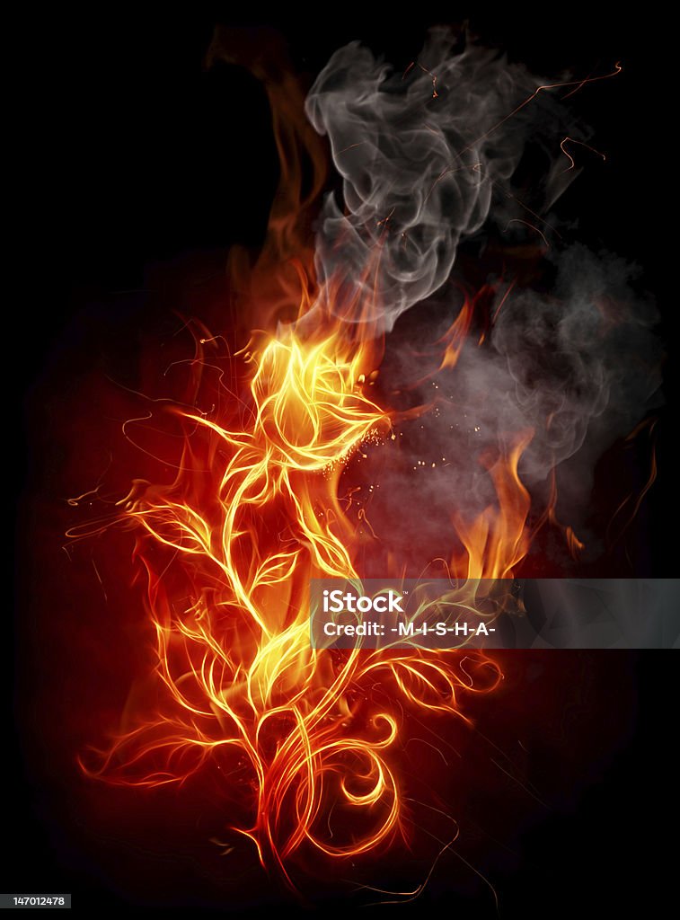Огонь rose - Стоковые фото Ветвь - часть растения роялти-фри