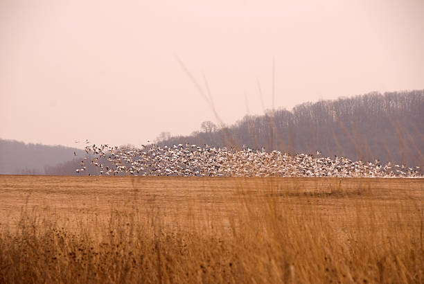 Flock of snow geese starting to fly stock photo