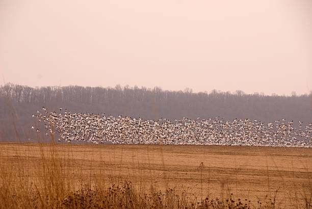 Flock of snow geese in early flight stock photo