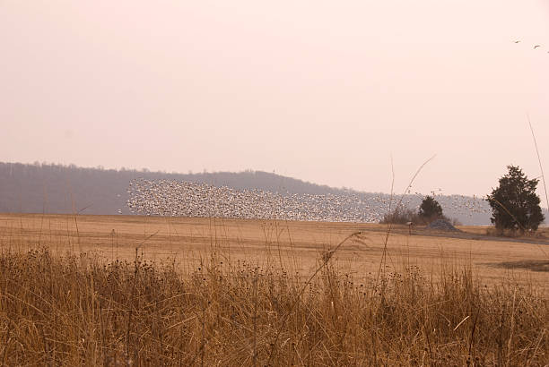 Flock of snow geese over distant hill stock photo