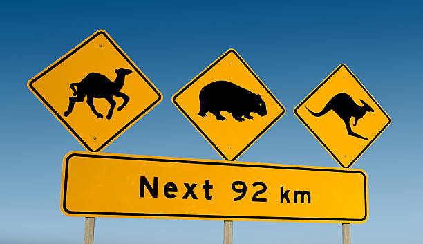 istock Kangaroo, wombat and camel warning sign Australia 147012593