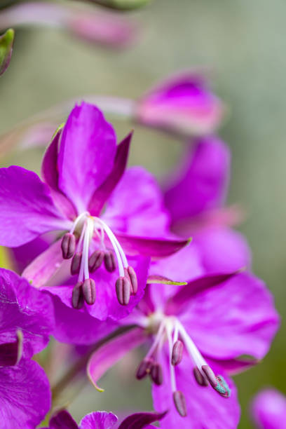Pink Vibrant Fireweed Wildflowers in Mountain Meadow - Scenic landscape with views of pink/magenta colored wildflowers and mountain views toward the end of summer in the mountains. layers of pink and green with other colorful wildflowers mixed in. A summer mountain landscape up high at altitude.