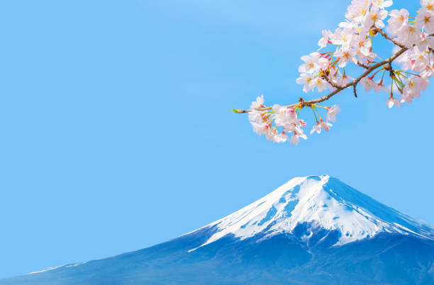 Image scenery of spring in Japan with Mt. Fuji, cherry blossoms and blue sky Image scenery of spring in Japan with Mt. Fuji, cherry blossoms and blue sky. mt fuji stock pictures, royalty-free photos & images